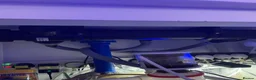Goldfish fish for sale: reef marine fish tank  - Advert 7