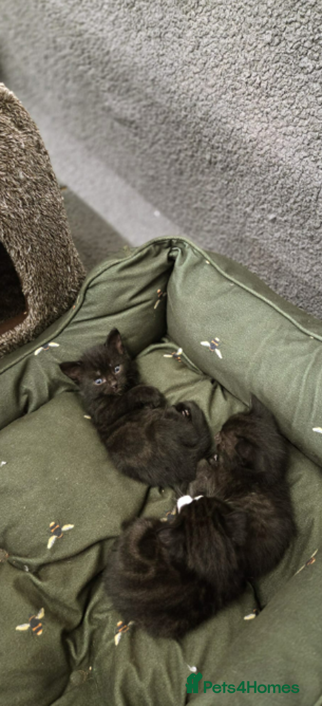 Domestic Shorthair cats for sale: 6 black and white Semi-Domestic kittens - Image 4