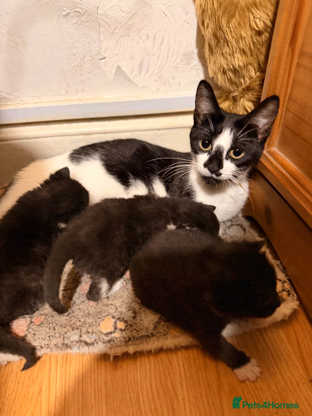 Mixed Breed cats for sale: Beautiful, bouncy kittens in Benfleet - Advert 2