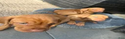 Hungarian Vizsla dogs for sale: Gunfield duel purpose - Exceptional Show & Working - Advert 18