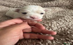Chihuahua dogs for sale: 3 beautiful long haired Chihuahuas  - Image 6