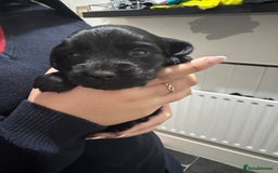 Cocker Spaniel dogs for sale: Working cocker spaniel 1 girls left  - Image 19