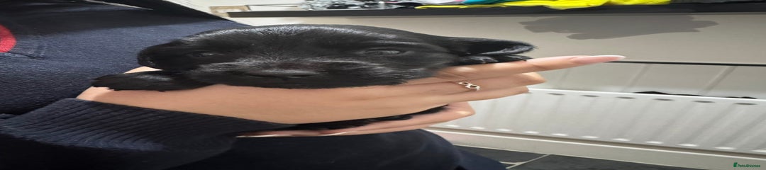 Cocker Spaniel Puppy grey