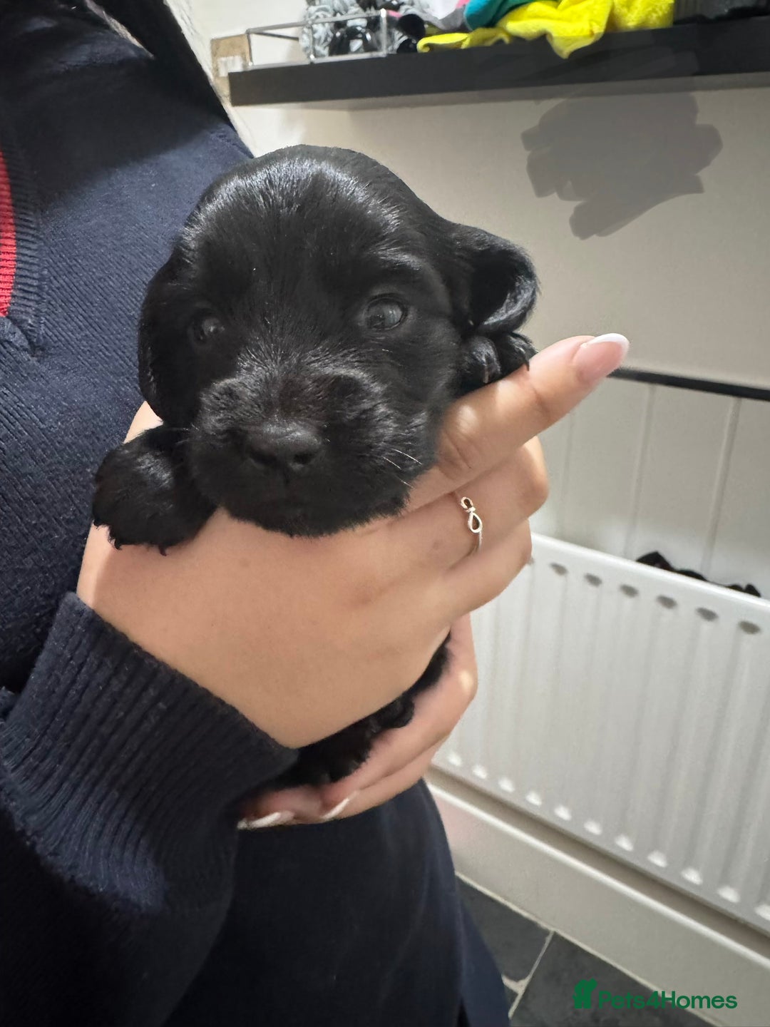 Cocker Spaniel dogs for sale: Working cocker spaniel 1 girls left  - Image 19