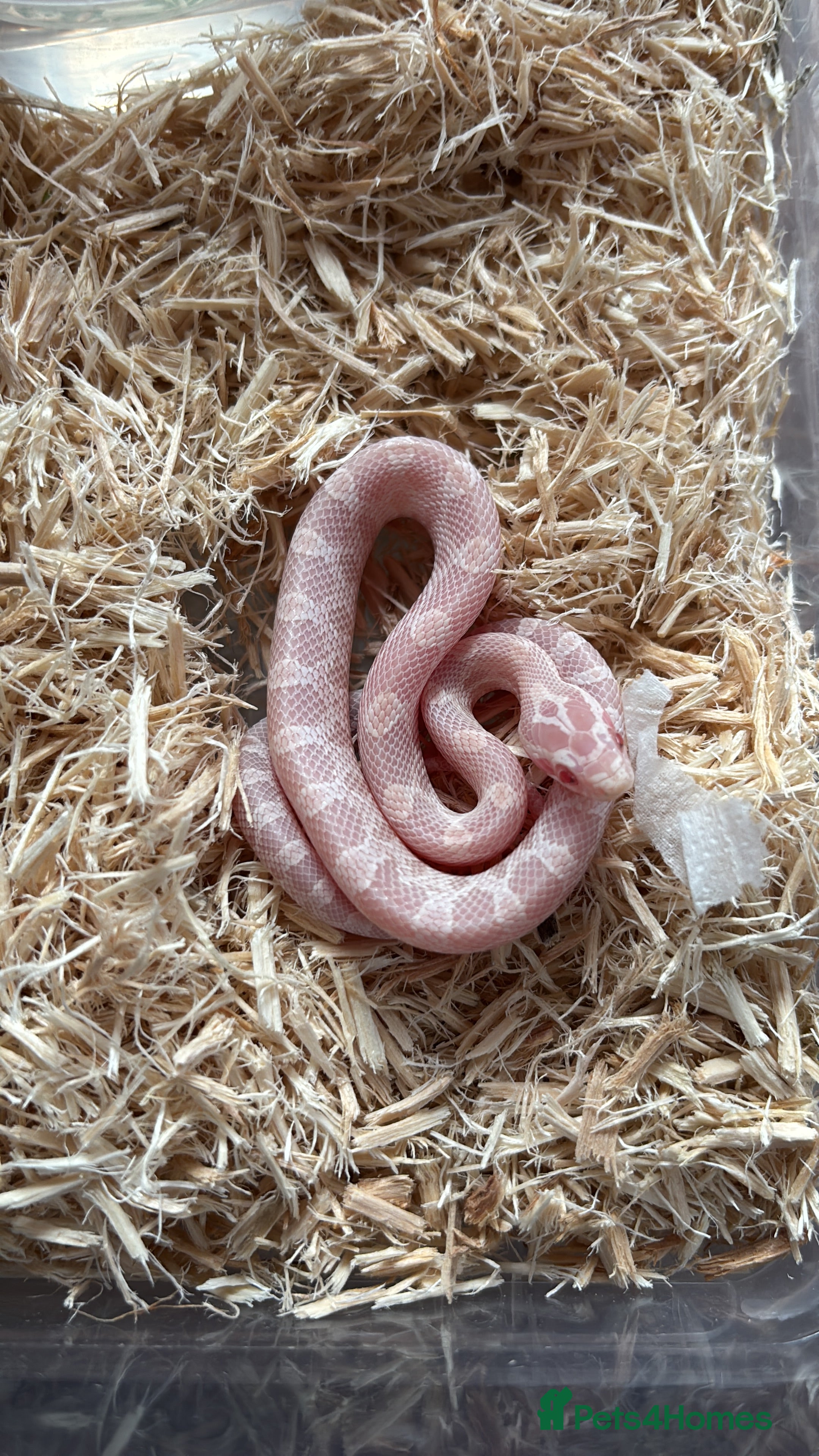 Corn Snake reptiles Baby corn snakes, snows and anery. - Advert 3
