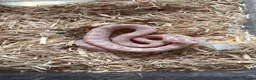 Corn Snake reptiles for sale: Baby corn snakes, snows and anery. - Advert 1