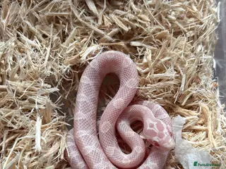 Corn Snake reptiles Baby corn snakes, snows and anery. - Advert 3