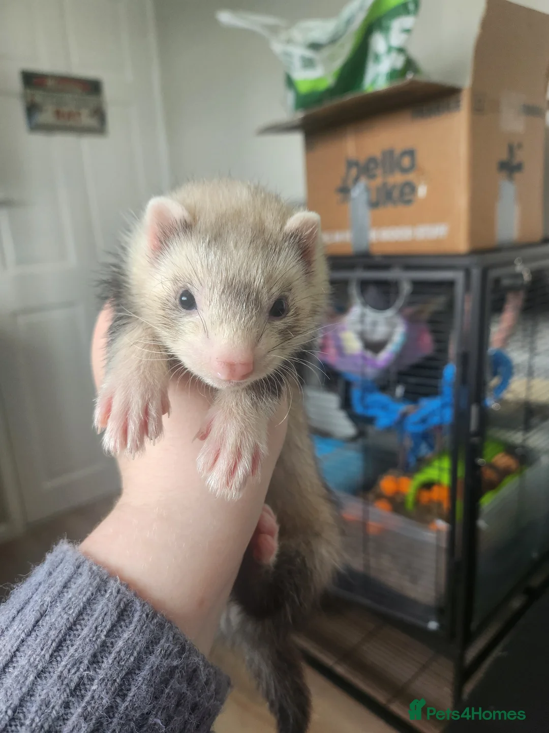 Ferret rodents for sale: Male ferret kits with cage in Chelmsford - Advert 4