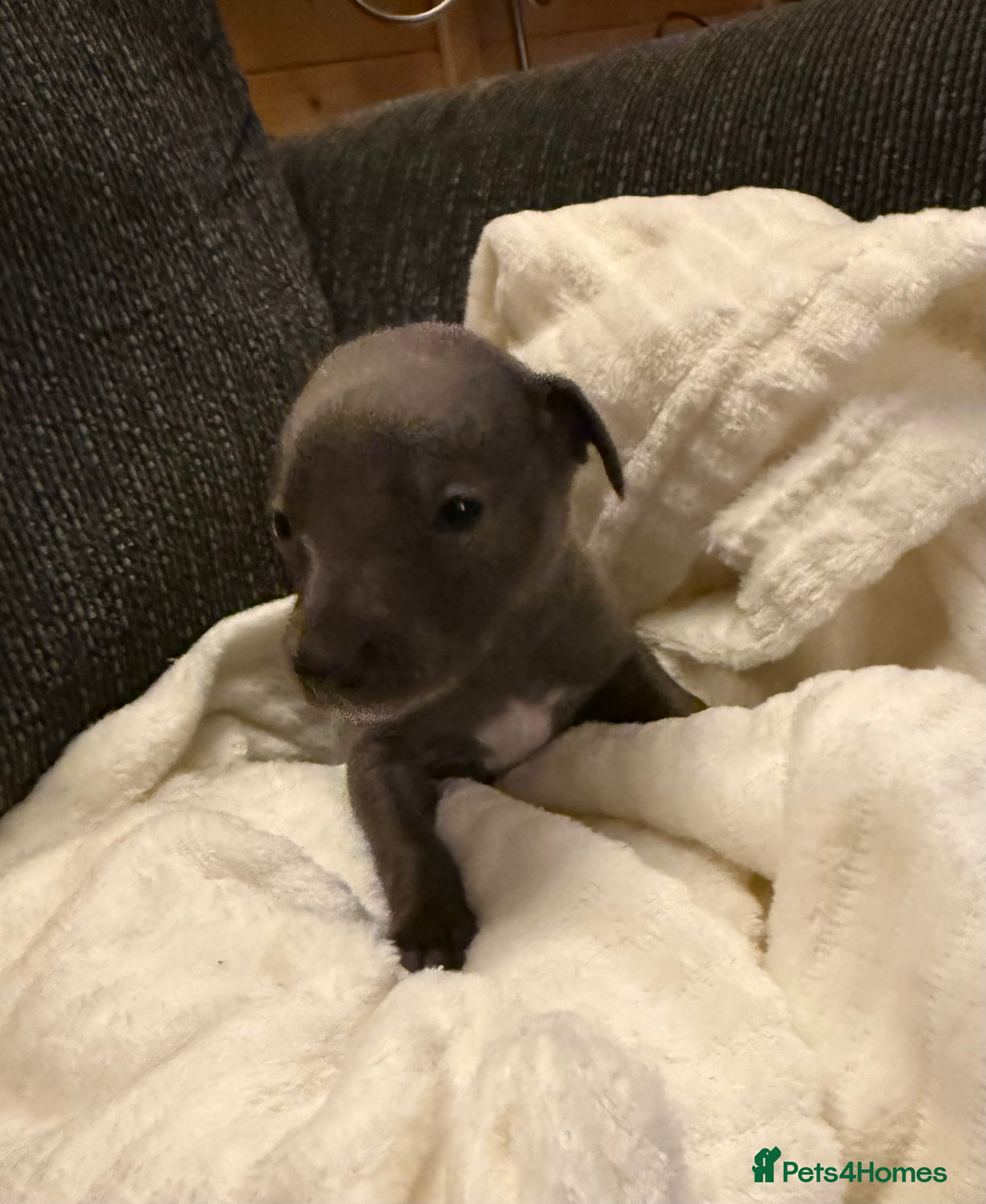 Whippet dogs Small Blue Whippets  - Advert 2