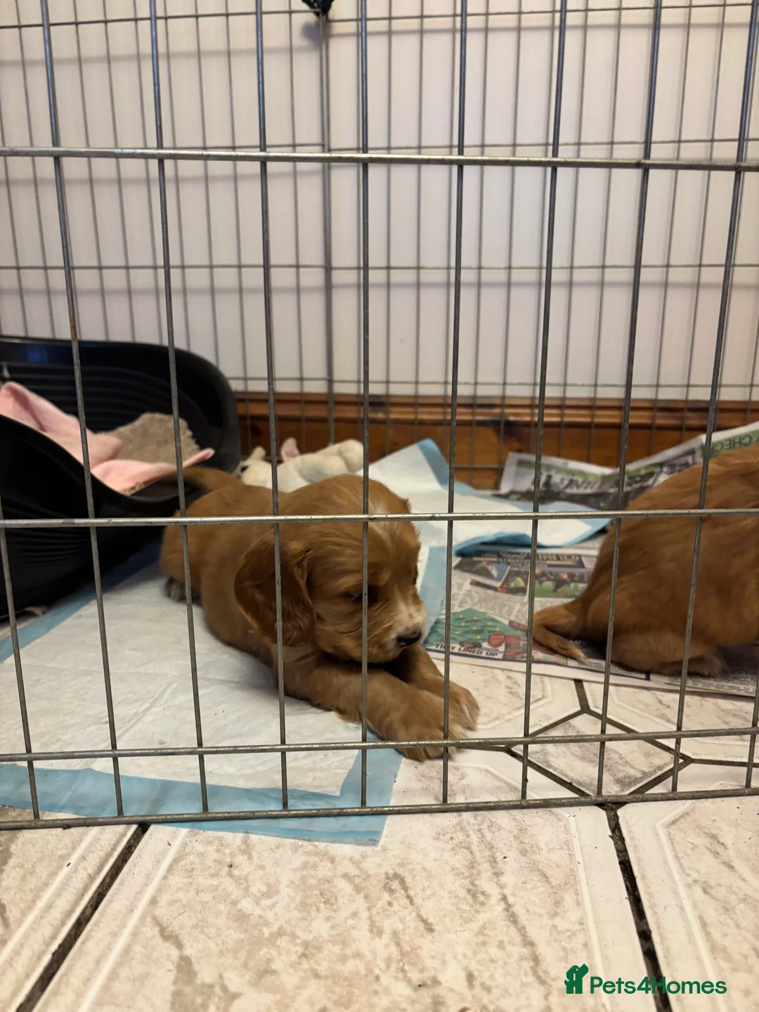 Cocker Spaniel dogs for sale: KC reg cocker spaniels  - Advert 13