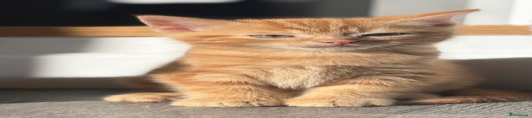 Domestic Shorthair Kitten 1