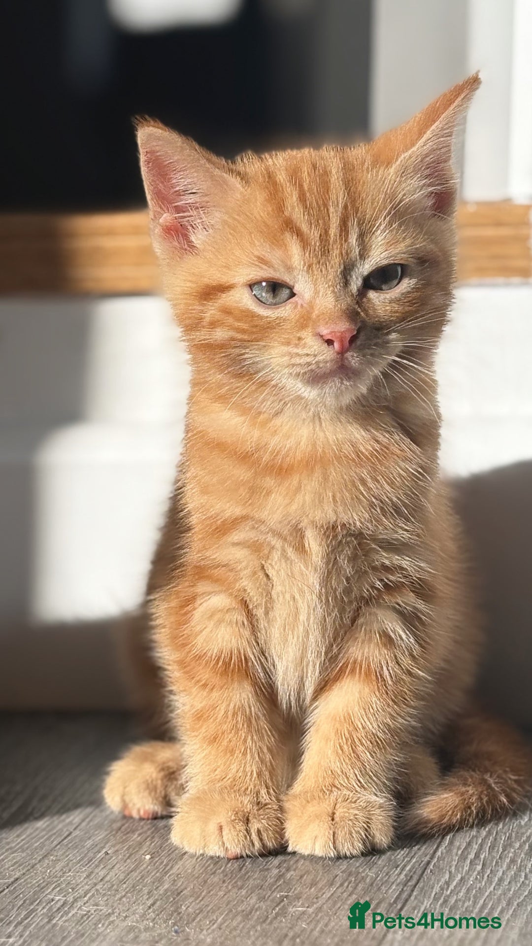 Domestic Shorthair cats for sale: Two beautiful domestic shorthair kittens - Image 3