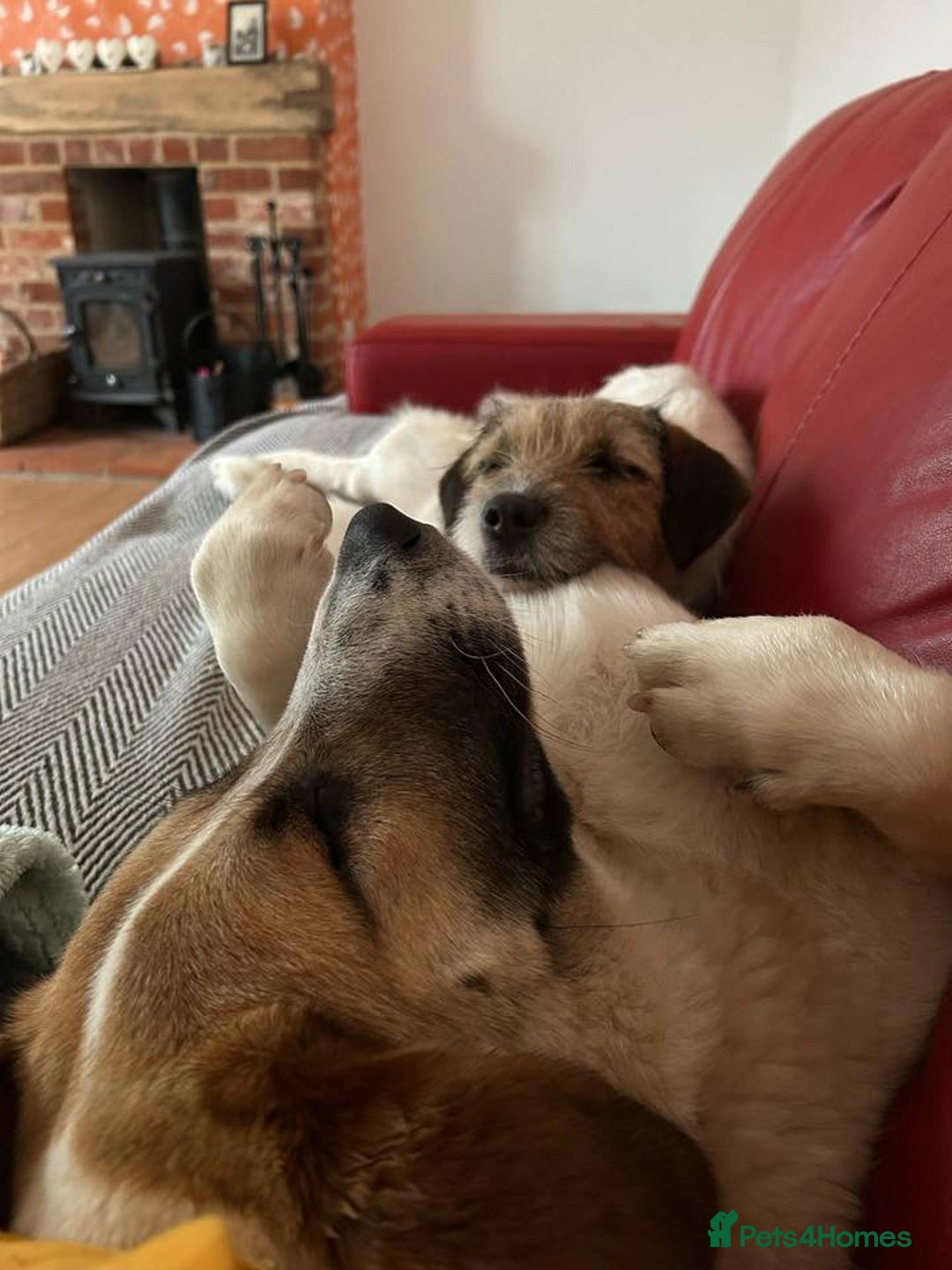 Mixed Breed dogs for adoption: Zori - Badersfield Norfolk  - Image 5