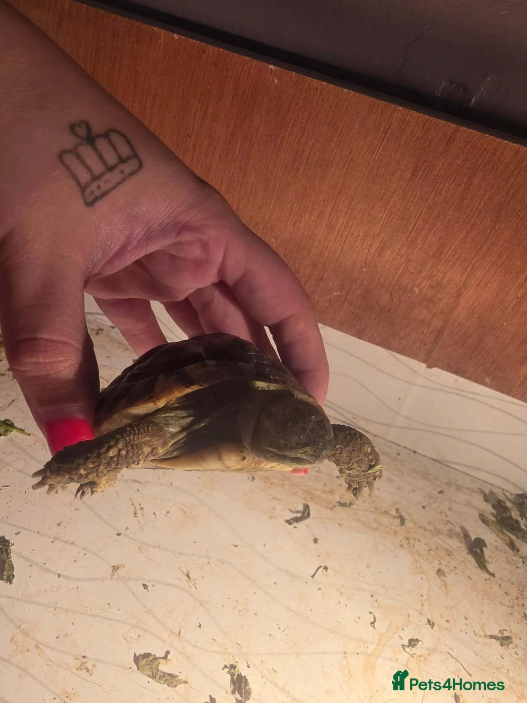 Tortoise reptiles for sale: Tortoise  - Advert 3
