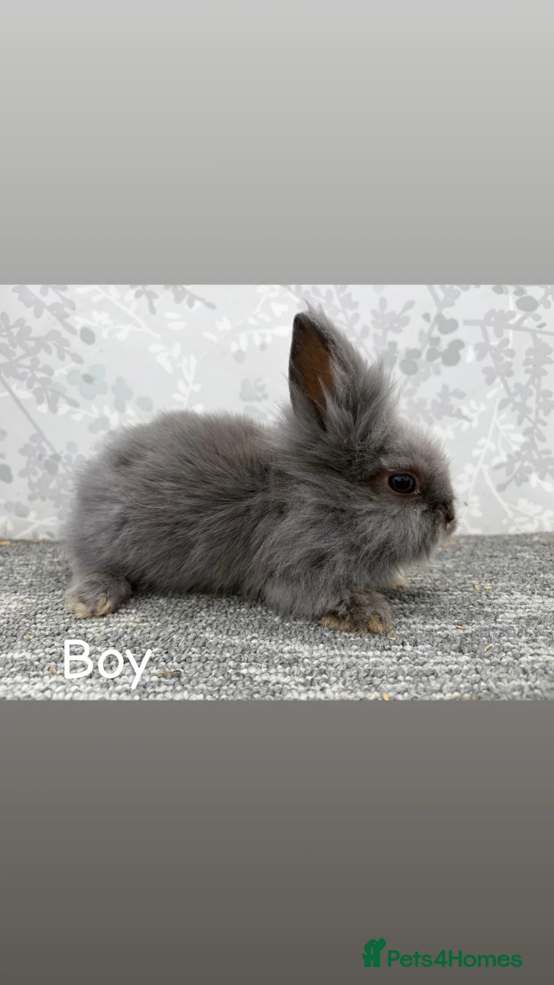 Lionhead rabbits for sale: Lionhead x angora  - Advert 6