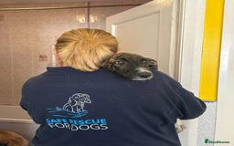 Mixed Breed dogs for adoption: Myrtle - Norwich Norfolk  - Image 5