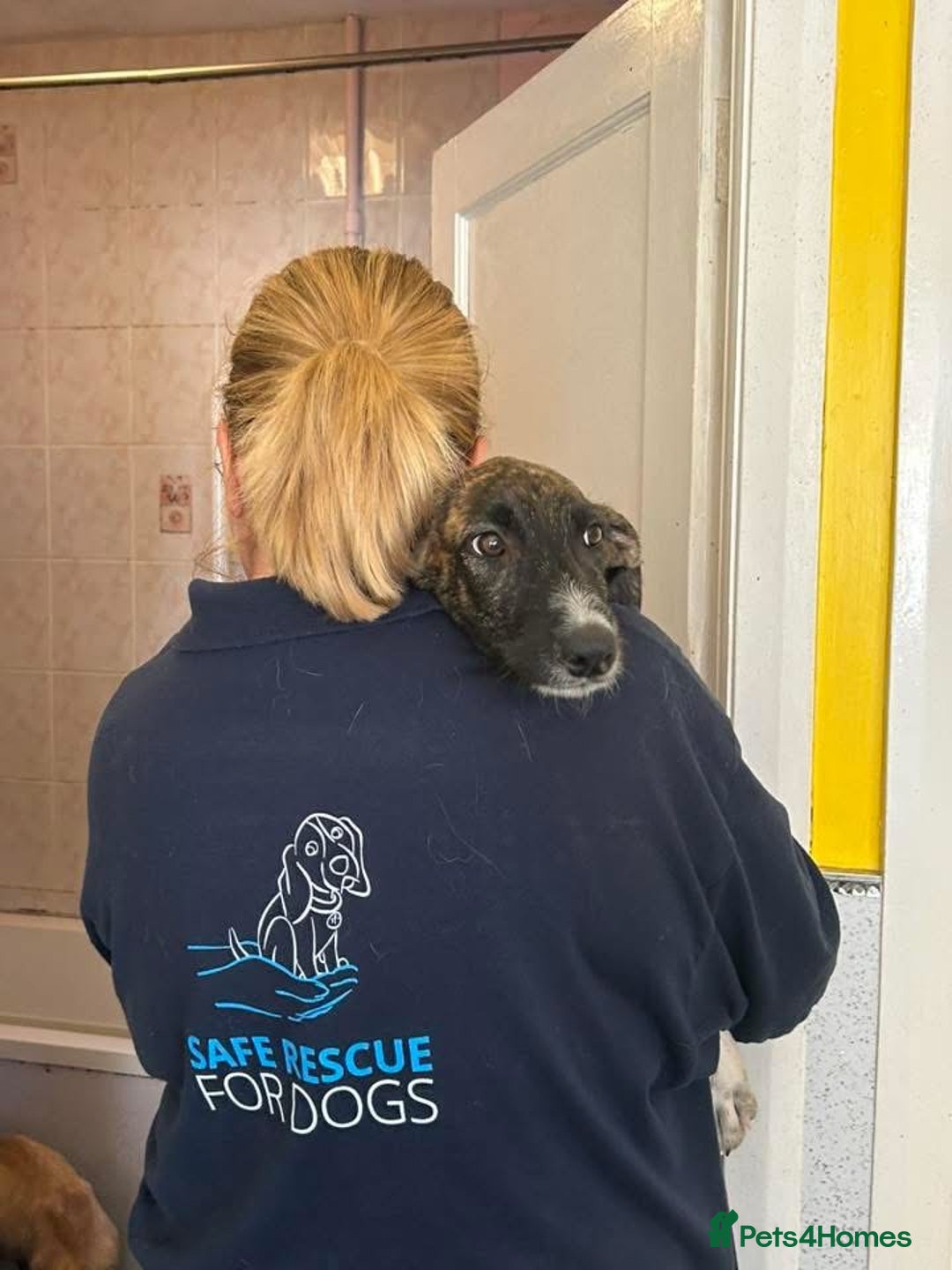 Mixed Breed dogs for adoption: Myrtle - Norwich Norfolk  - Image 5
