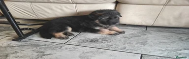 German Shepherd Puppy 5