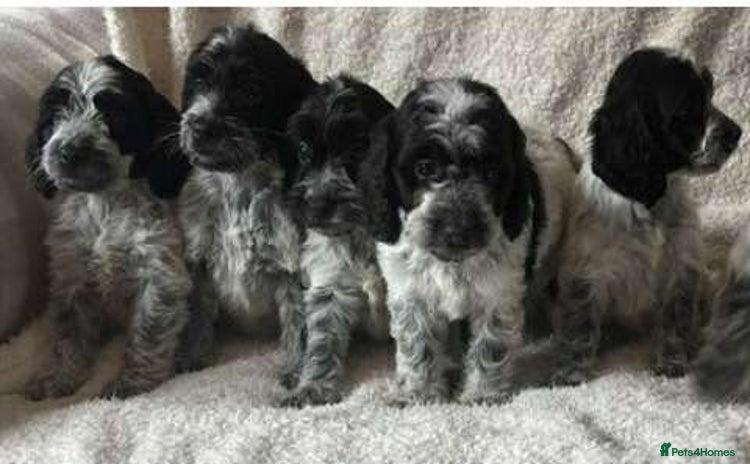 Cockapoo dogs - Advert 1
