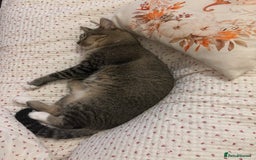 British Shorthair cats for sale: Beautiful Baby Bobby  - Image 1