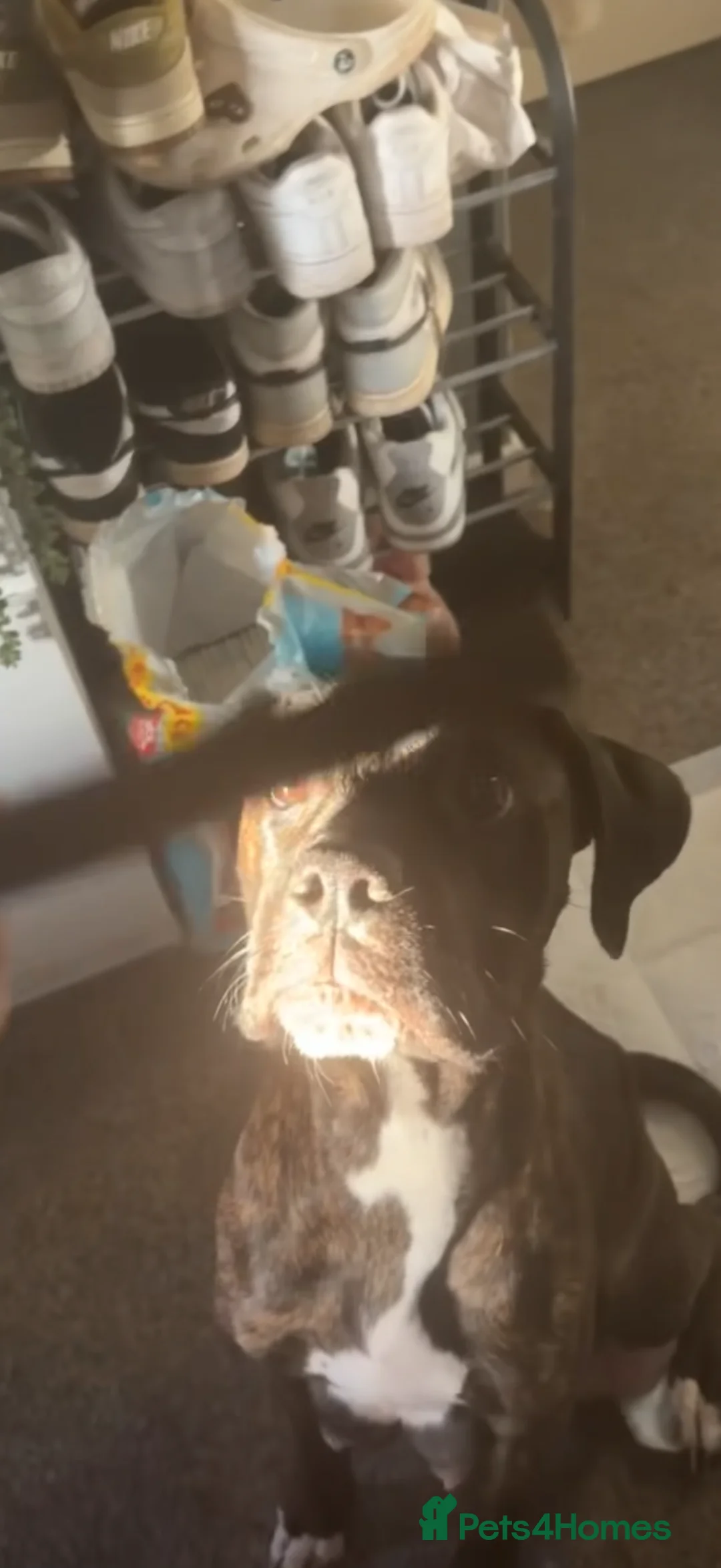 Mixed Breed dogs for sale: Stunning merle male ready for his forever home  - Advert 12