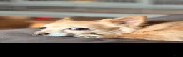 Chihuahua dogs for stud: Stud needed for my Chihuahua girl Birmingham  in Birmingham - Advert 1