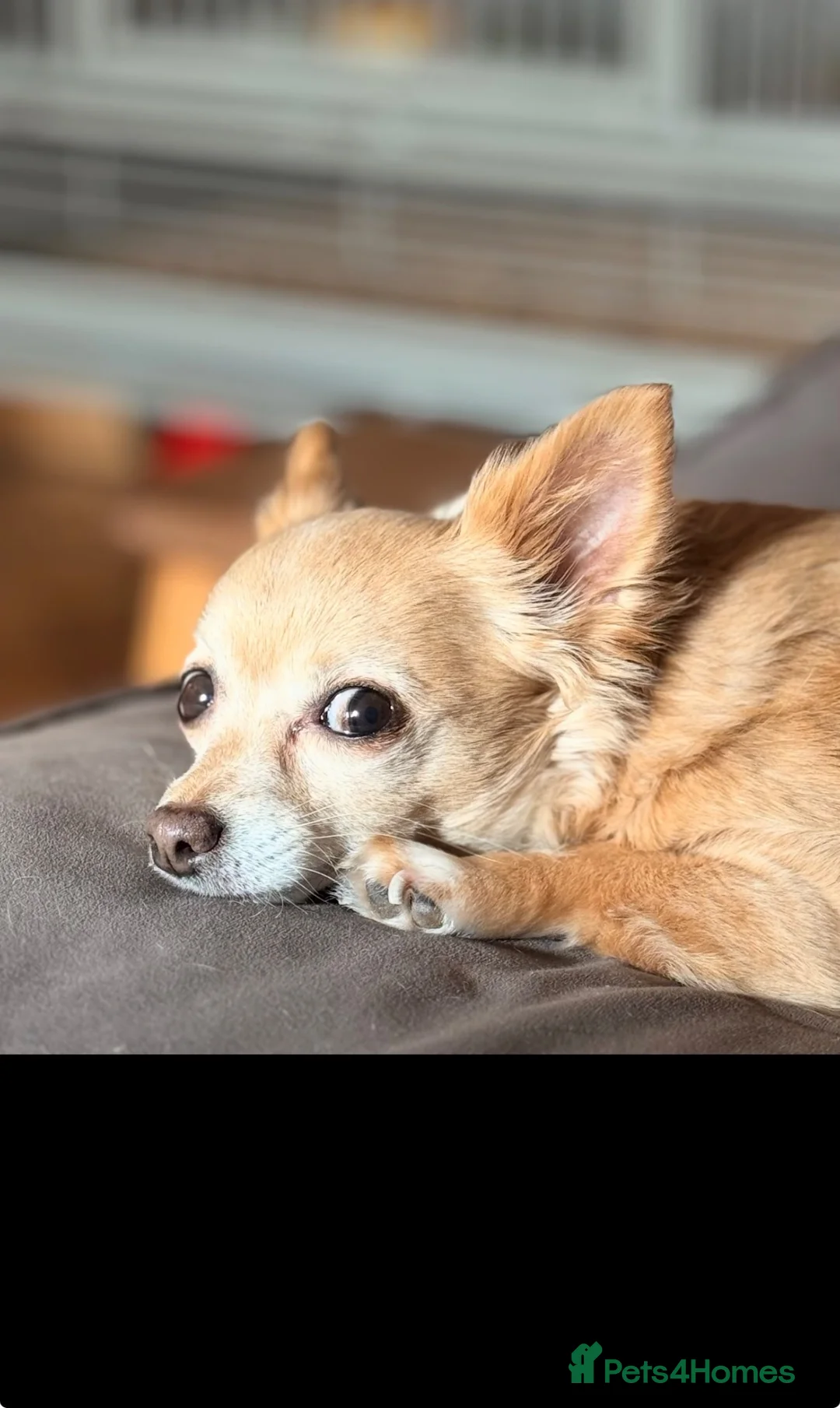 Chihuahua dogs for stud: Stud needed for my Chihuahua girl Birmingham  in Birmingham - Advert 1