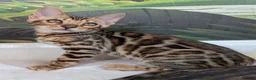 Bengal cats for sale: Male Bengal kitten TICA registered silver  - Advert 17
