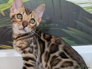 Bengal cats Stunning Bengal kittens available TICA registered - Advert 3