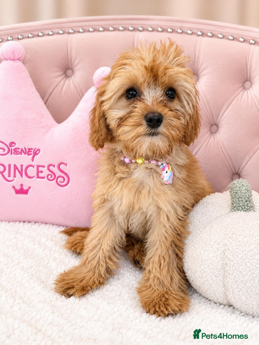 Cavapoo dogs for sale: Cavapoo puppies READY NOW - Advert 2