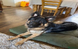 German Shepherd dogs for sale: 1 year old long haired male German shepherd  - Image 4