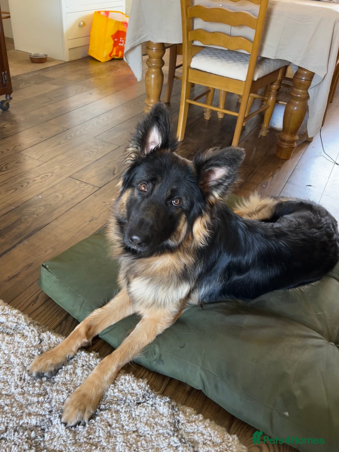 German Shepherd dogs for sale: 1 year old long haired male German shepherd  - Image 4