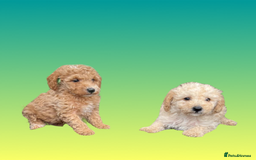 Cockapoo dogs for sale: F1B cockapoo puppys - Image 7