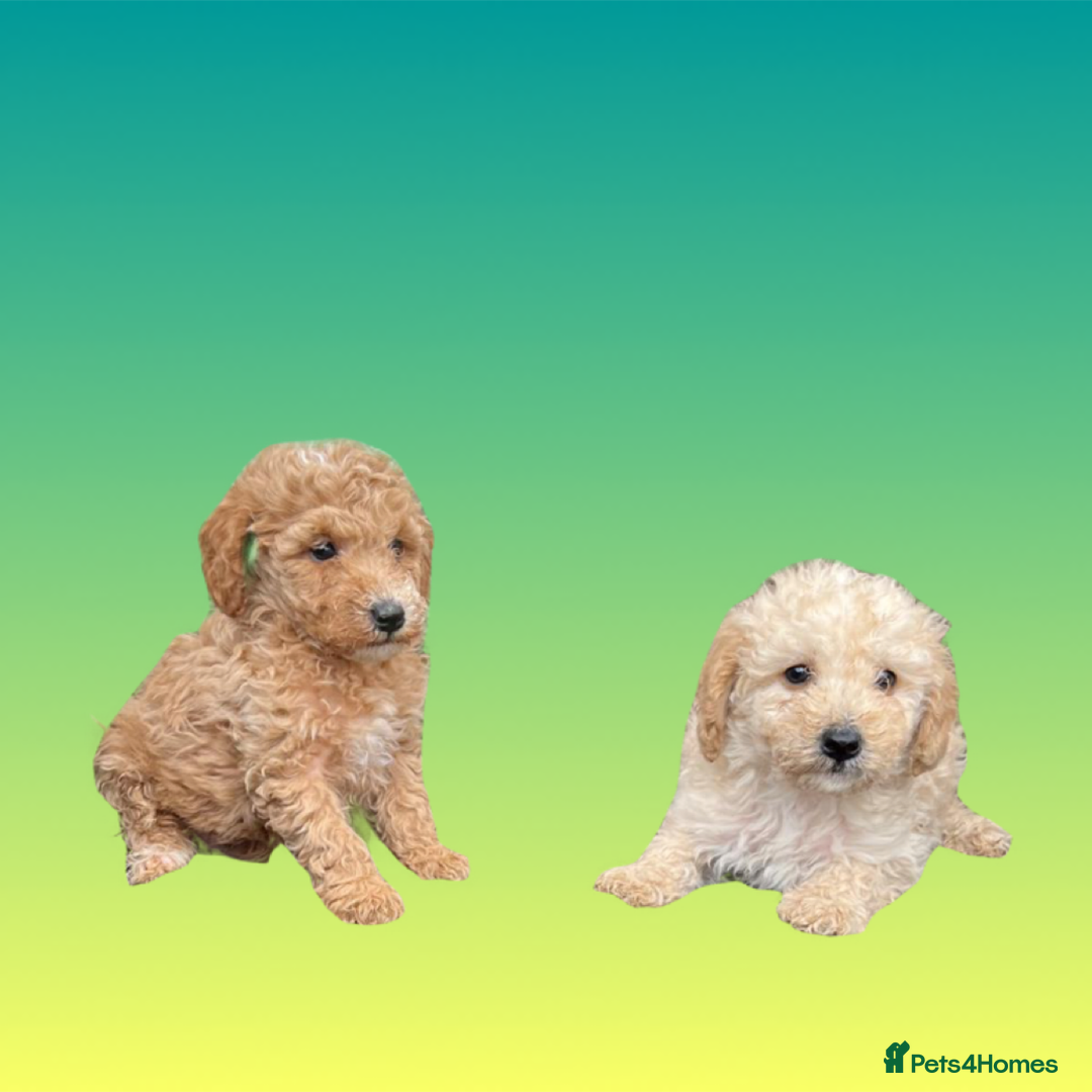 Cockapoo dogs for sale: F1B cockapoo puppys - Image 7
