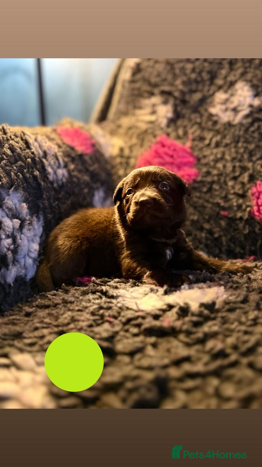 Borador dogs for sale: Gorgeous litter of chocolate Labrador cross pups  - Image 17