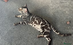 Bengal cats for sale: Intensively socialised bengal kittens - lap cats! in Scunthorpe - Image 20