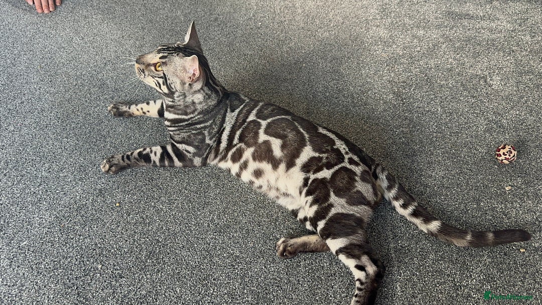 Bengal cats for sale: Intensively socialised bengal kittens - lap cats! in Scunthorpe - Image 20