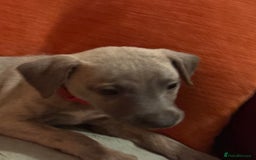 Whippet dogs for sale: Beautiful KC Whippet puppies  - Image 6