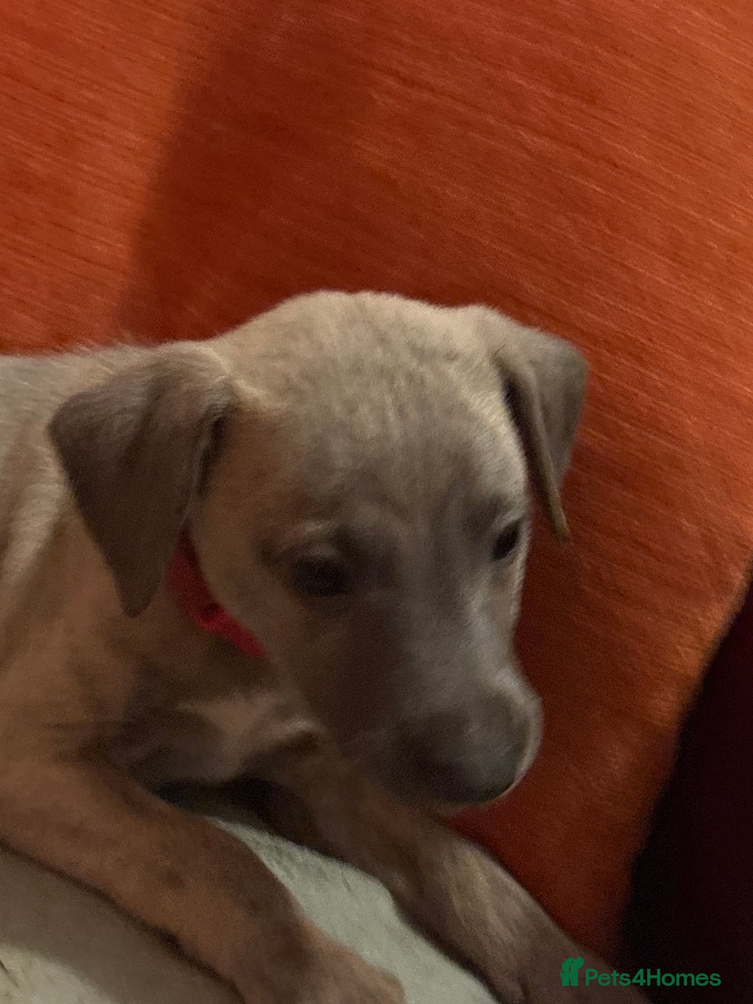 Whippet dogs for sale: Beautiful KC Whippet puppies  - Image 6