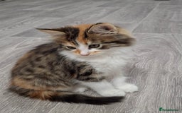 Maine Coon cats for sale: Absolutely Stunning Part Maine Coon Calico Female - Image 2