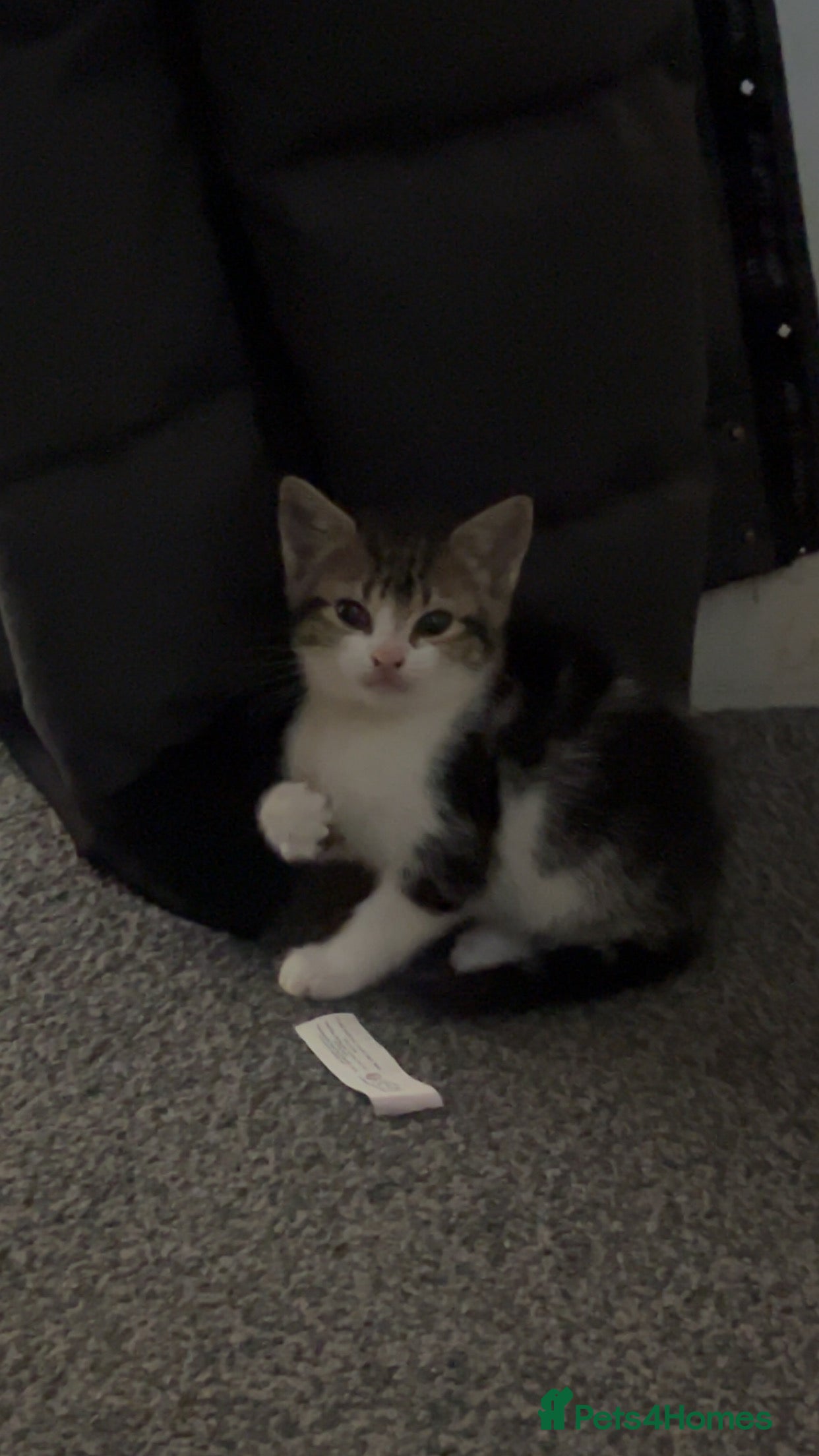 Mixed Breed cats CUTE KITTENS FOR SALE - Advert 1