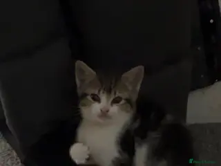 Mixed Breed cats CUTE KITTENS FOR SALE - Advert 1