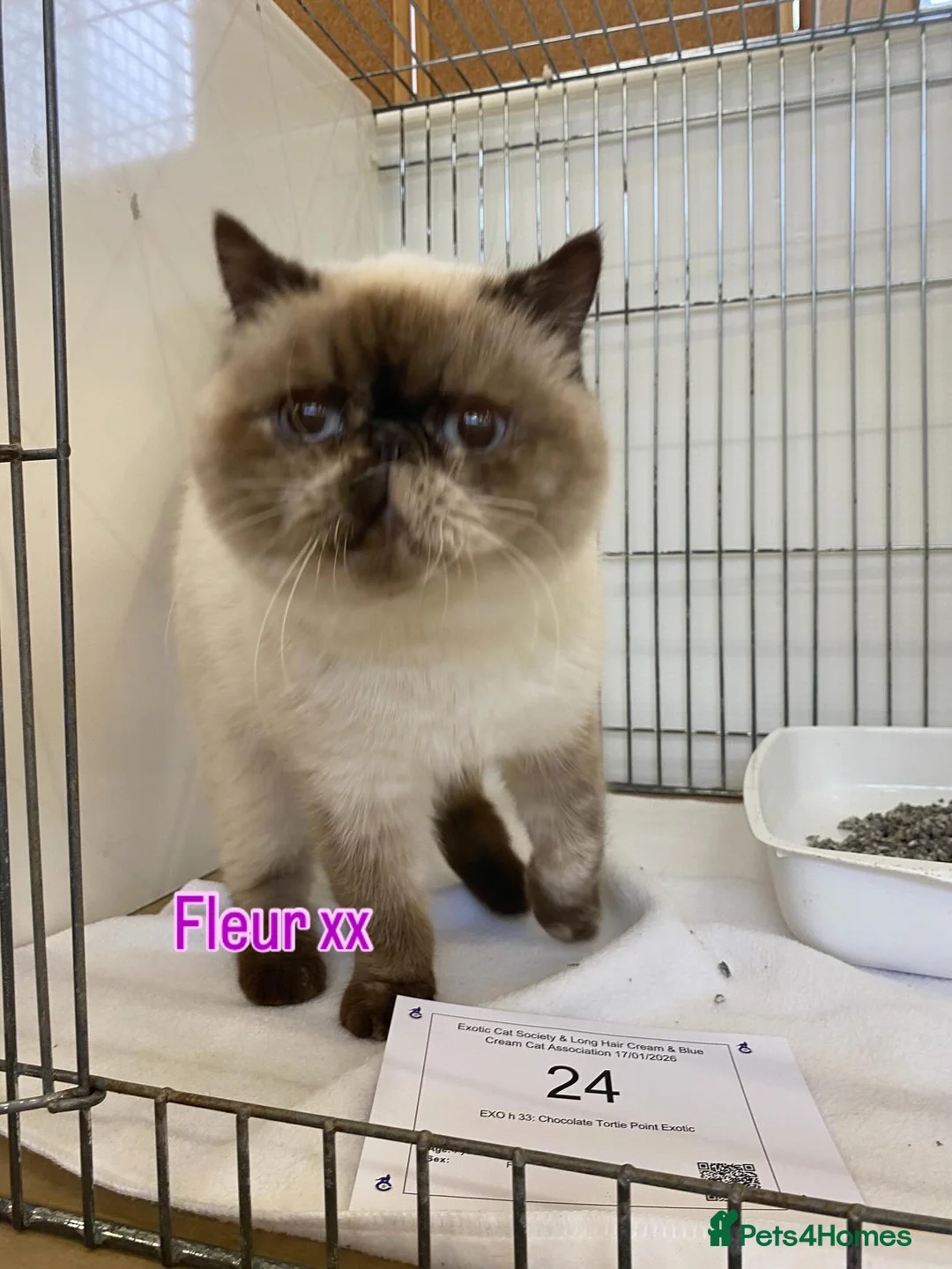 Exotic cats for sale: GCCF Registered Exotic Colour Point Kittens - Advert 1