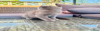Scottish Fold Kitten 3