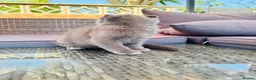 Scottish Fold cats for sale: ✨ Kittens Looking for Forever Homes ✨ - Advert 33