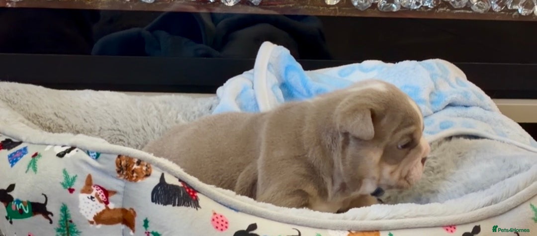 English Bulldog dogs for sale: Stunning posherbulls Turkish pups (last pup left) - Advert 4