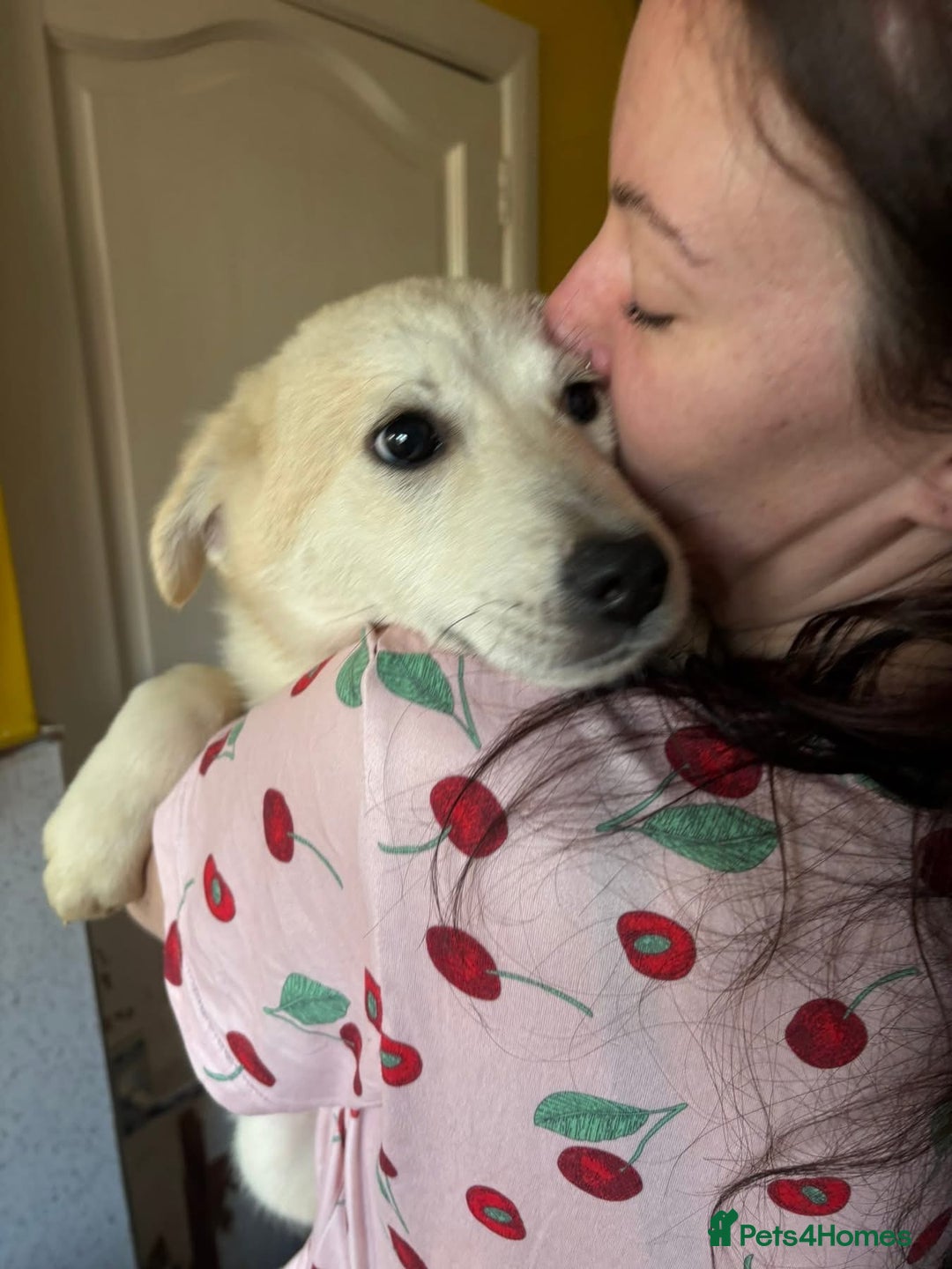 Mixed Breed dogs for adoption: Wren - Costessey Norwich  - Advert 15