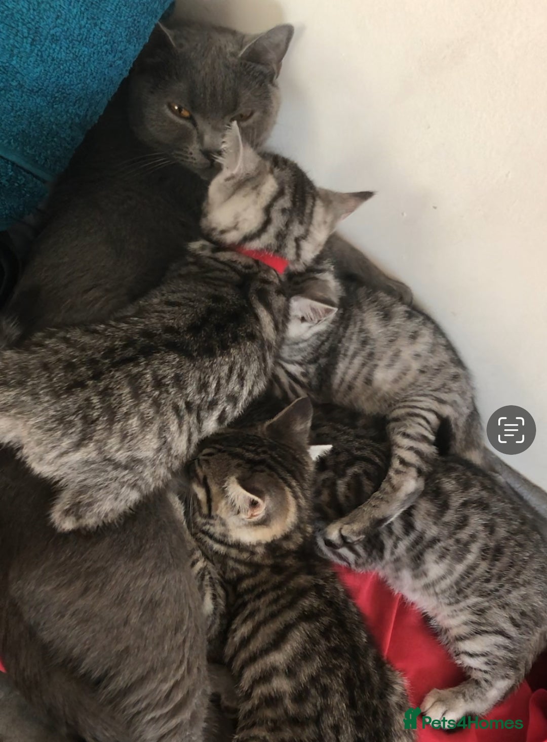 British Shorthair cats for sale: GCCF REGISTERED CHAMPION LINES SILVER SPOTTED BSH - Image 6