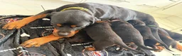 Rottweiler dogs for sale: WORLD CHAMPION CHUNKY ROTTWEILERS  - Advert 8