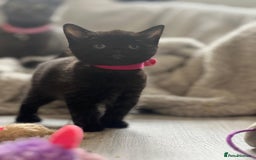 Mixed Breed cats for sale: Stunning kittens - Image 13